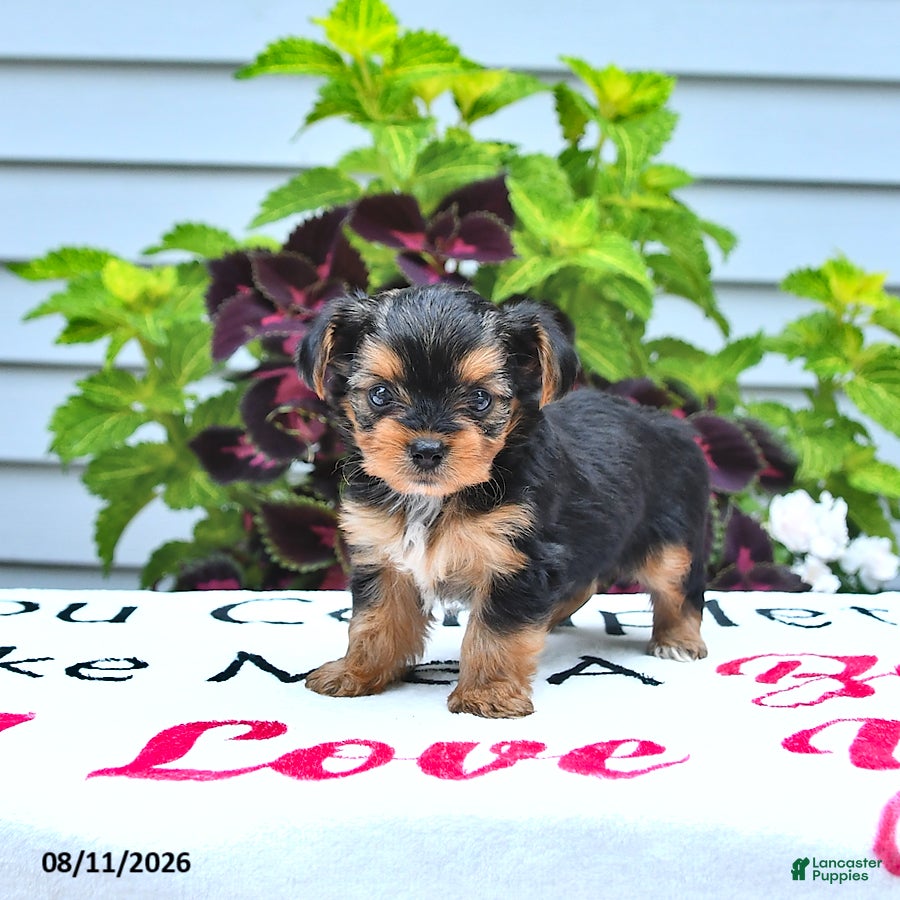 Yorkshire Terrier dogs Pixie - Ad 1