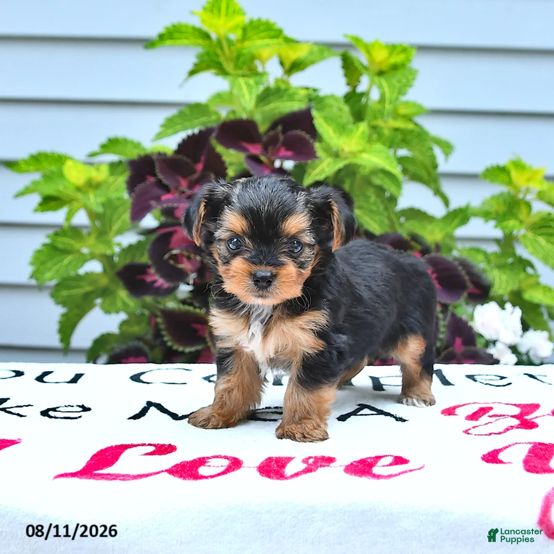 Yorkshire Terrier dogs for sale: Pixie - Ad 1