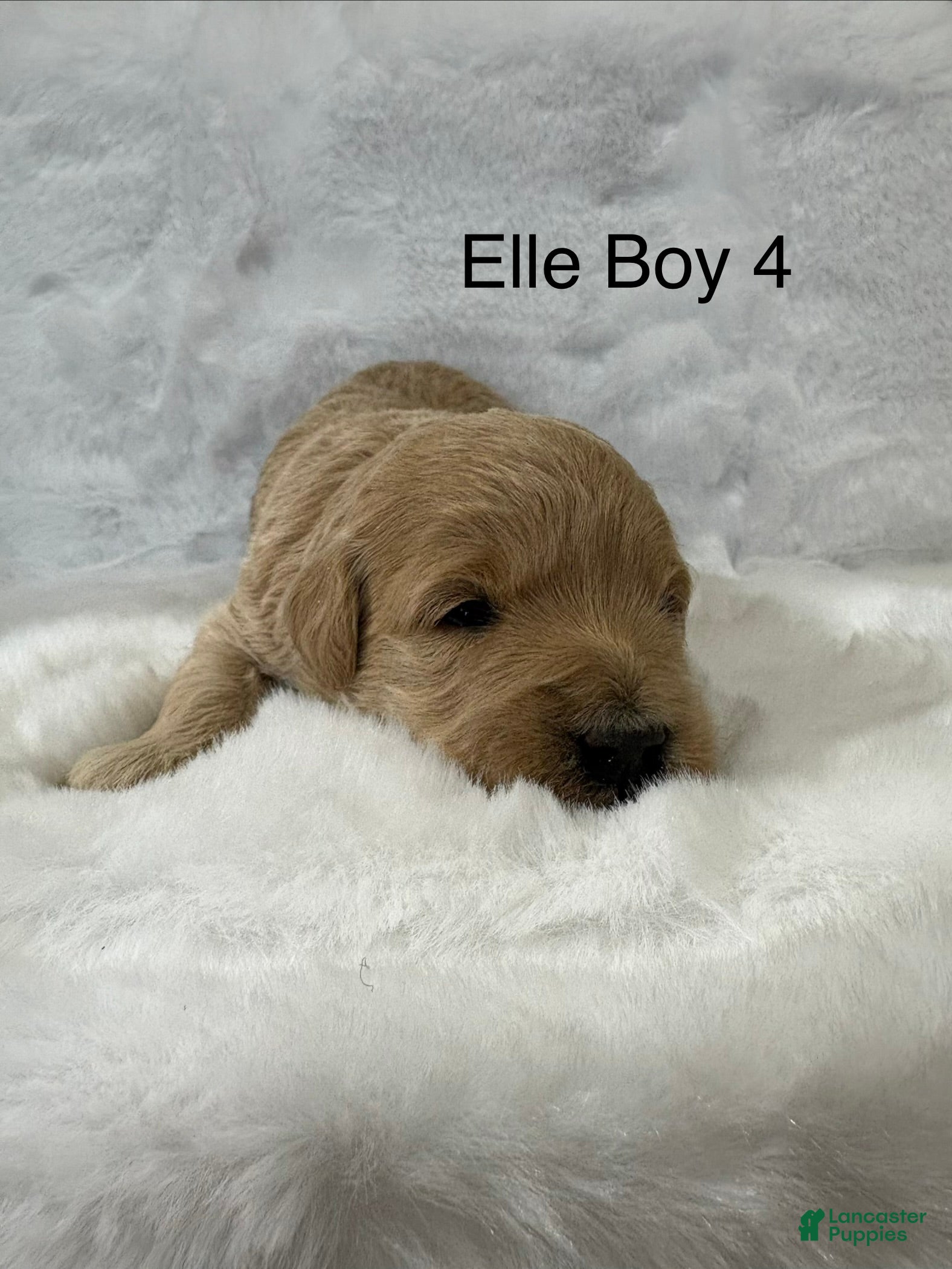 Mini Goldendoodle dogs Elle Boy 4 - Ad 23