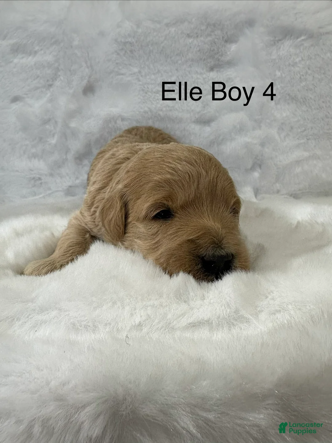 Mini Goldendoodle dogs for sale: Elle Boy 4 - Ad 1