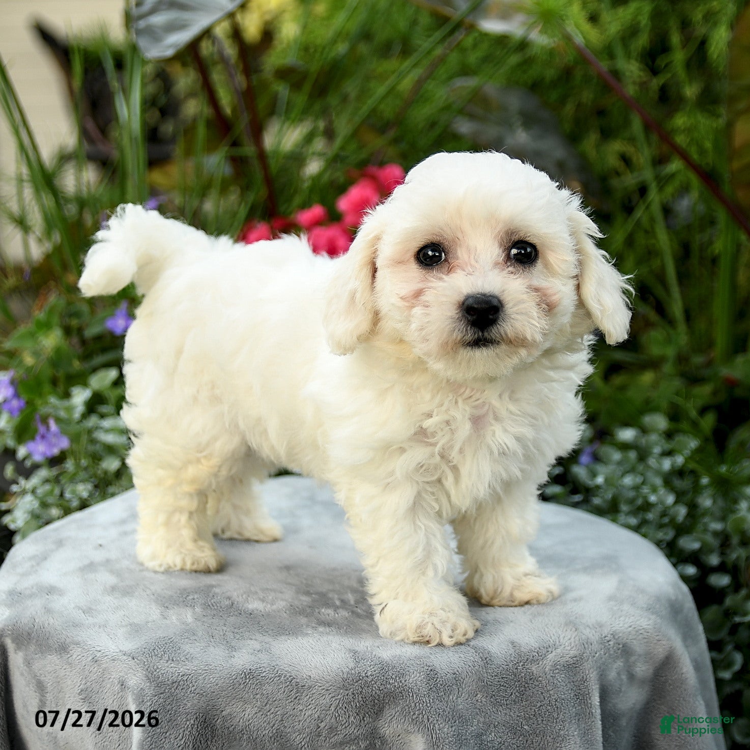 Bichpoo dogs Laura - Ad 1