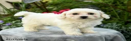 Bichpoo dogs for sale: Laura - Ad 1