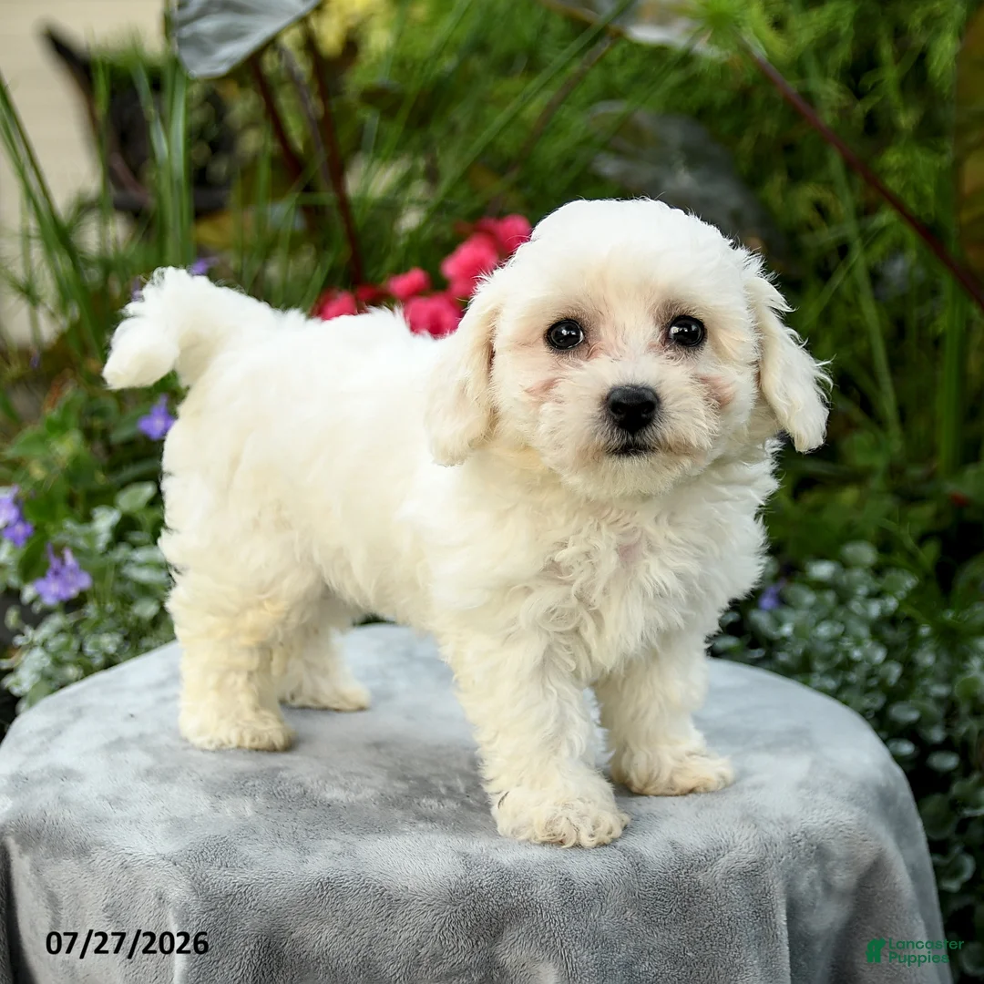 Bichpoo dogs for sale: Laura - Ad 1