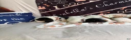 Basset Hound dogs for sale: Basset Hound 8 - Ad 5