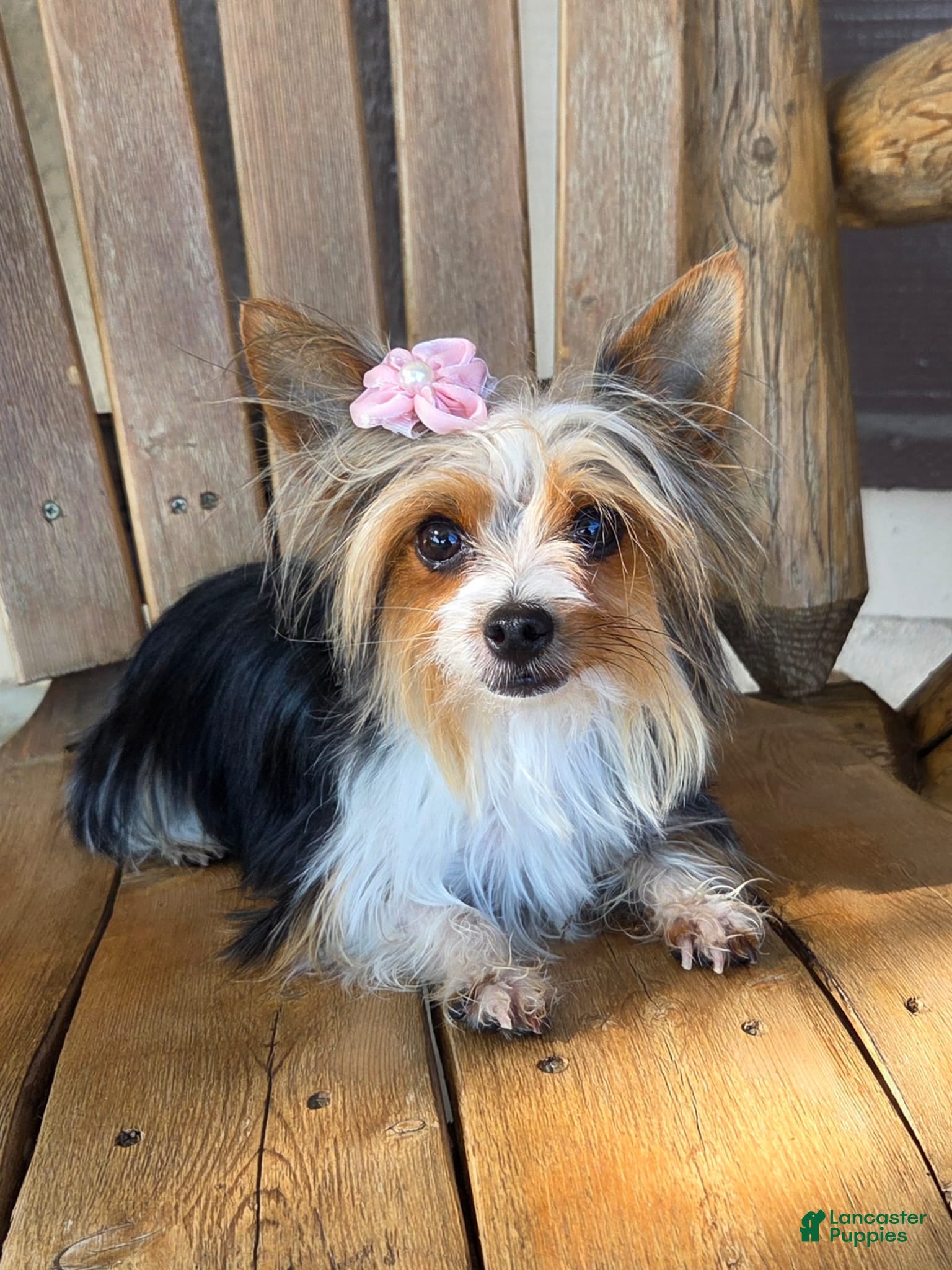 Yorkshire Terrier dogs Young Adult Yorkie  - Ad 2