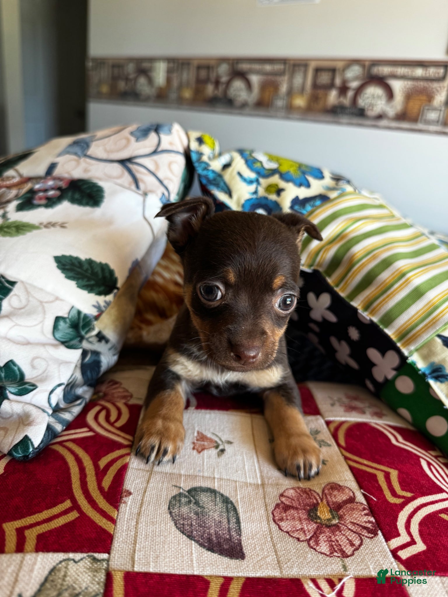 Chihuahua dogs Chihuahua Puppy 1 - Ad 30