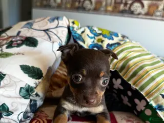 Chihuahua dogs Chihuahua Puppy 1 - Ad 31