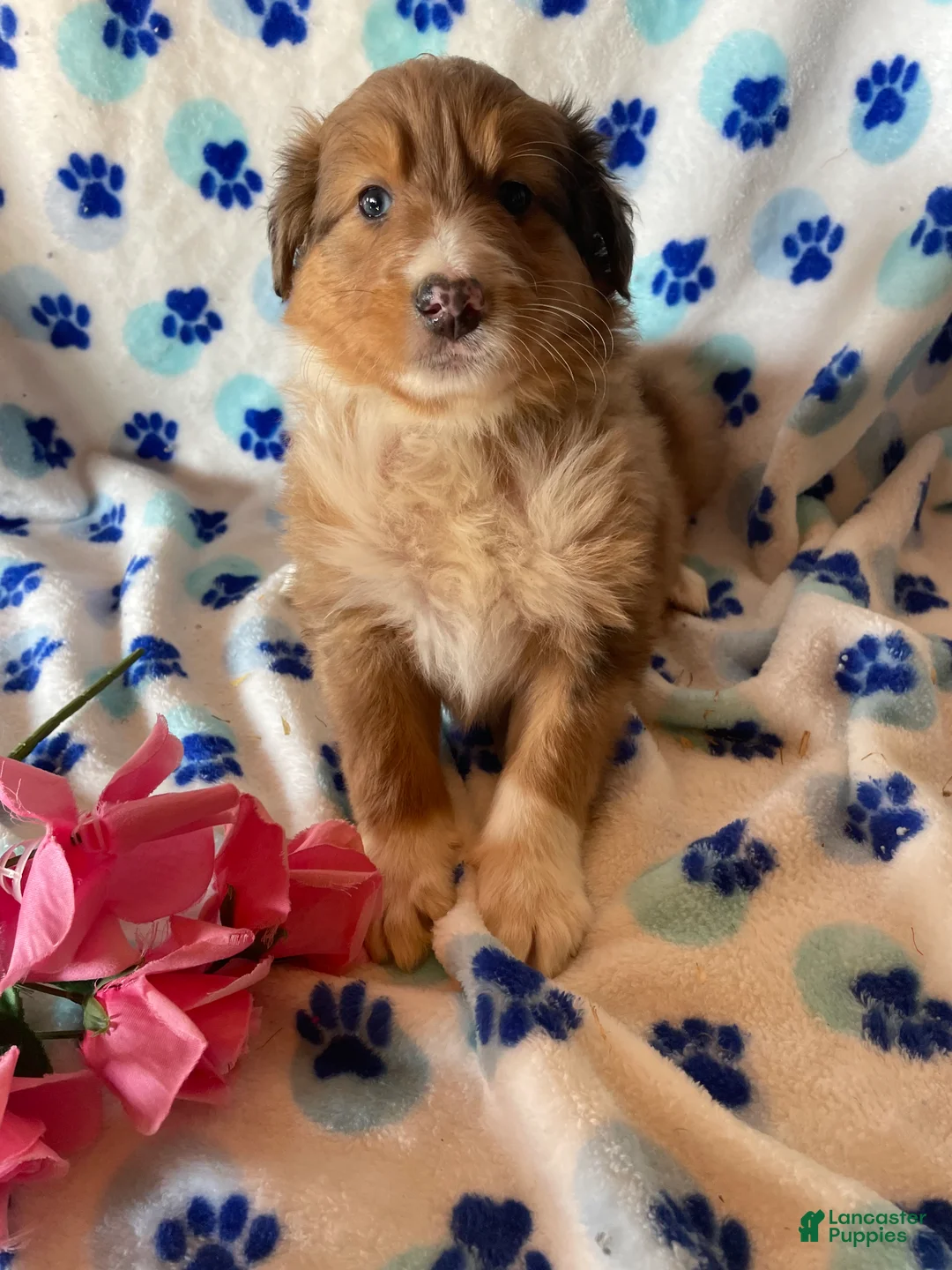 Mixed Breed dogs for sale: Bonnie - Ad 4