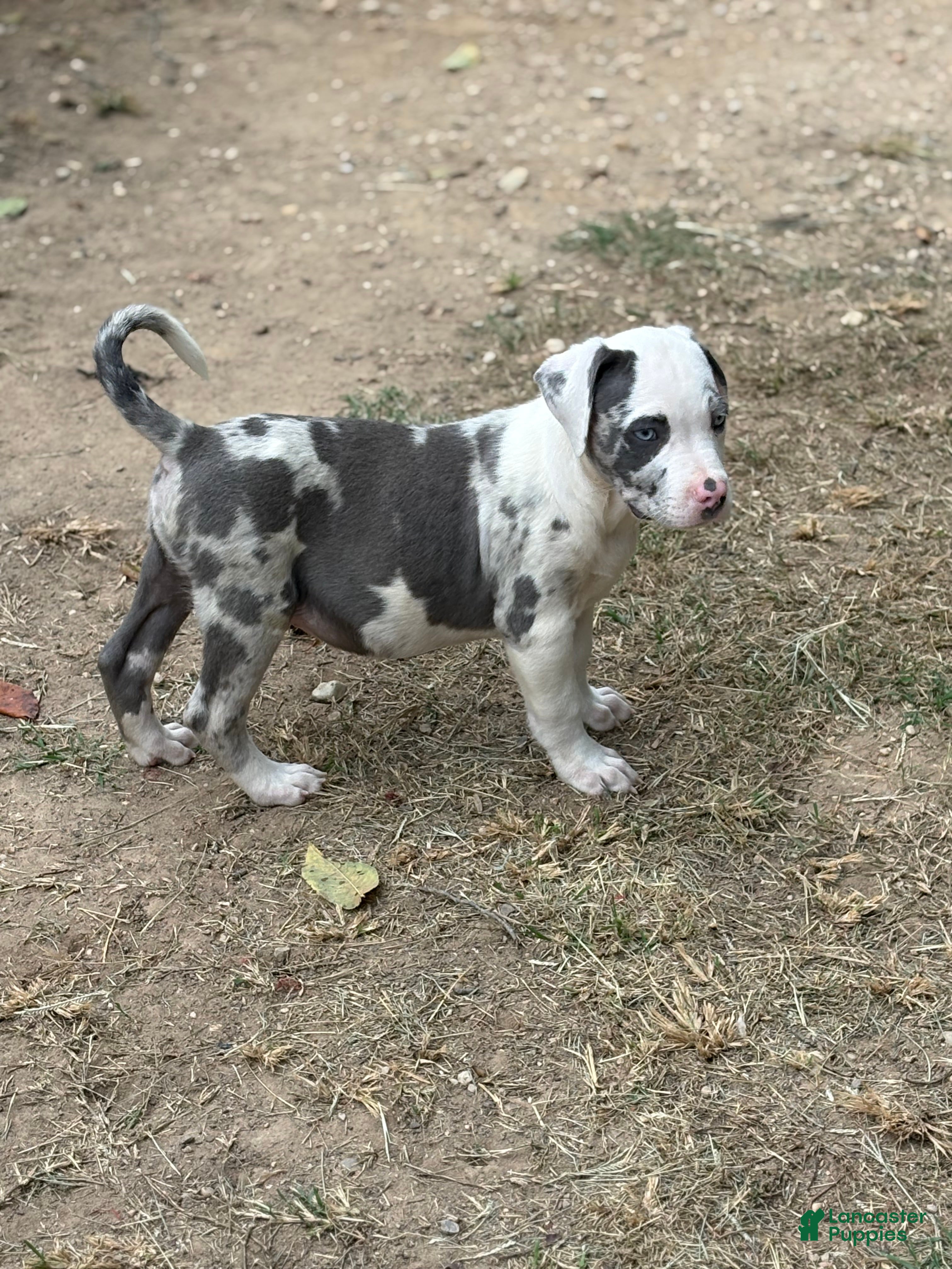 Tyson