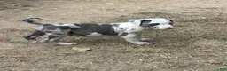 American Bully dogs for sale: Tyson - Ad 1