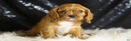 Cavalier King Charles Spaniel dogs for sale: Napa - Ad 5