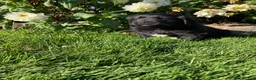 Newfoundland dogs for sale: Roses - Ad 10