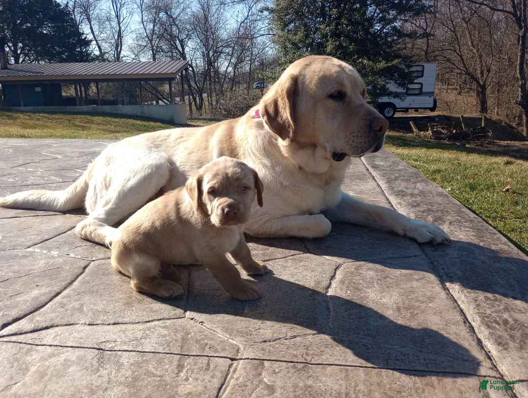 Labrador Retriever dogs for sale: Baby Crash - Ad 2