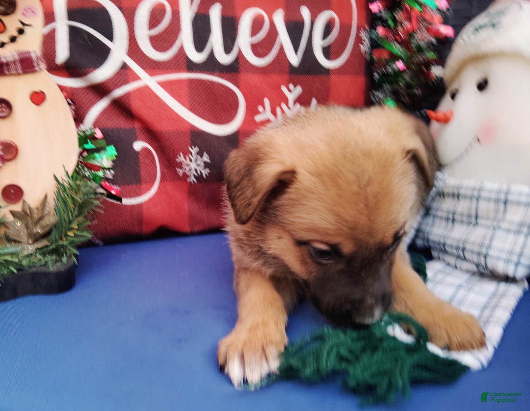 Mixed Breed dogs for sale: Scout - Ad 2