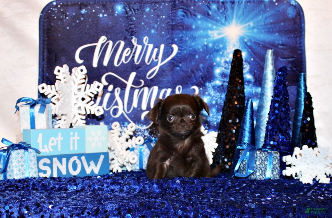 Chihuahua dogs for sale: Wilford - Ad 6