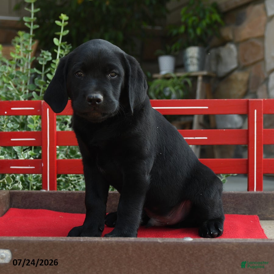 Labrador Retriever dogs Baden - Ad 1