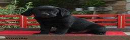 Labrador Retriever dogs for sale: Baden - Ad 1