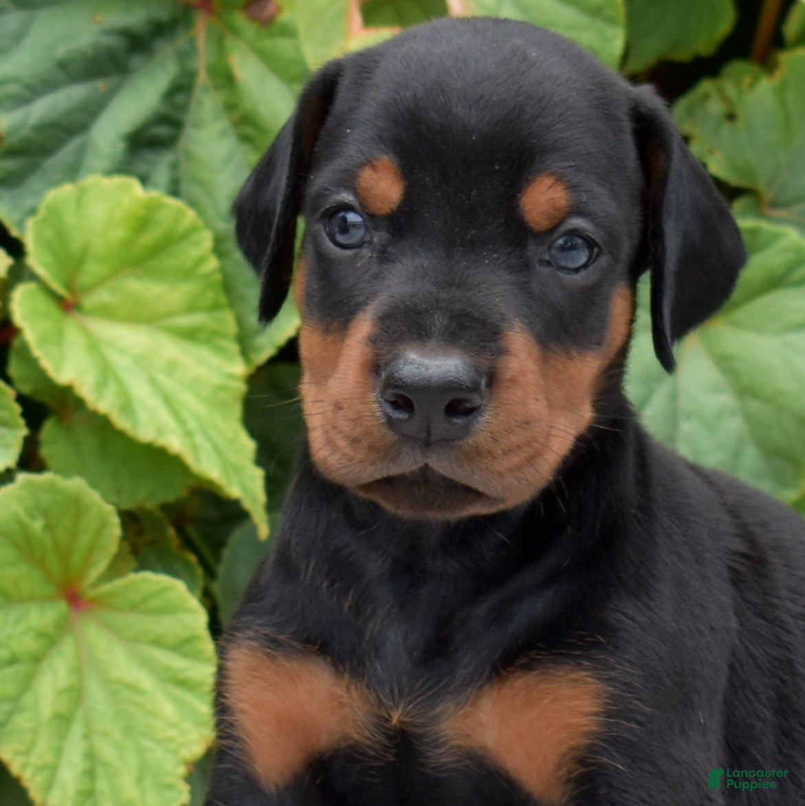 Doberman Pinscher dogs Echo - Ad 2