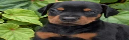 Doberman Pinscher dogs for sale: Echo - Ad 2