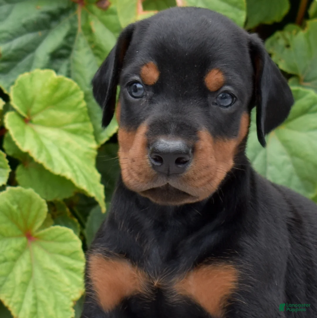 Doberman Pinscher dogs for sale: Echo - Ad 2