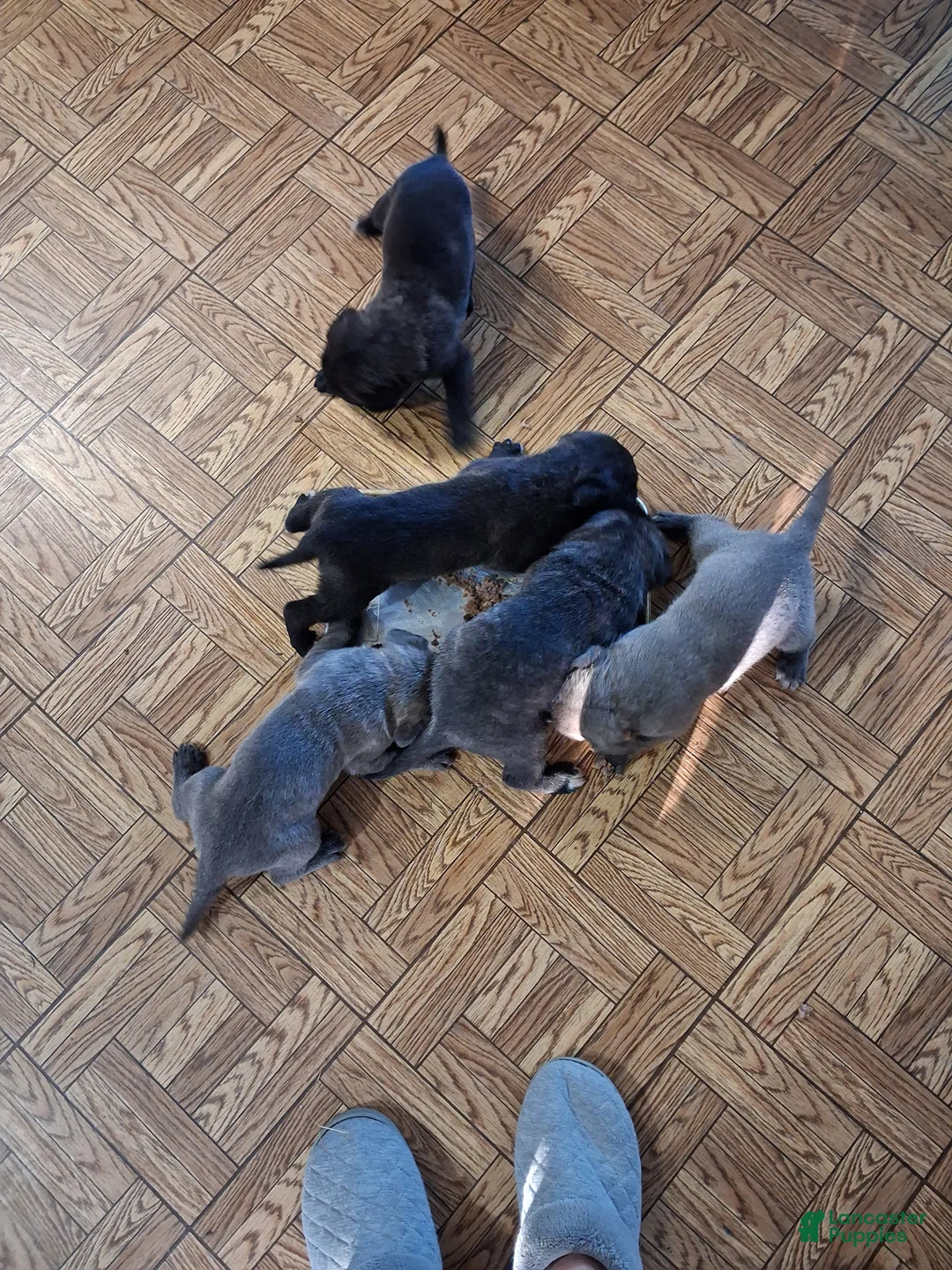 Gallery Image {{count}}