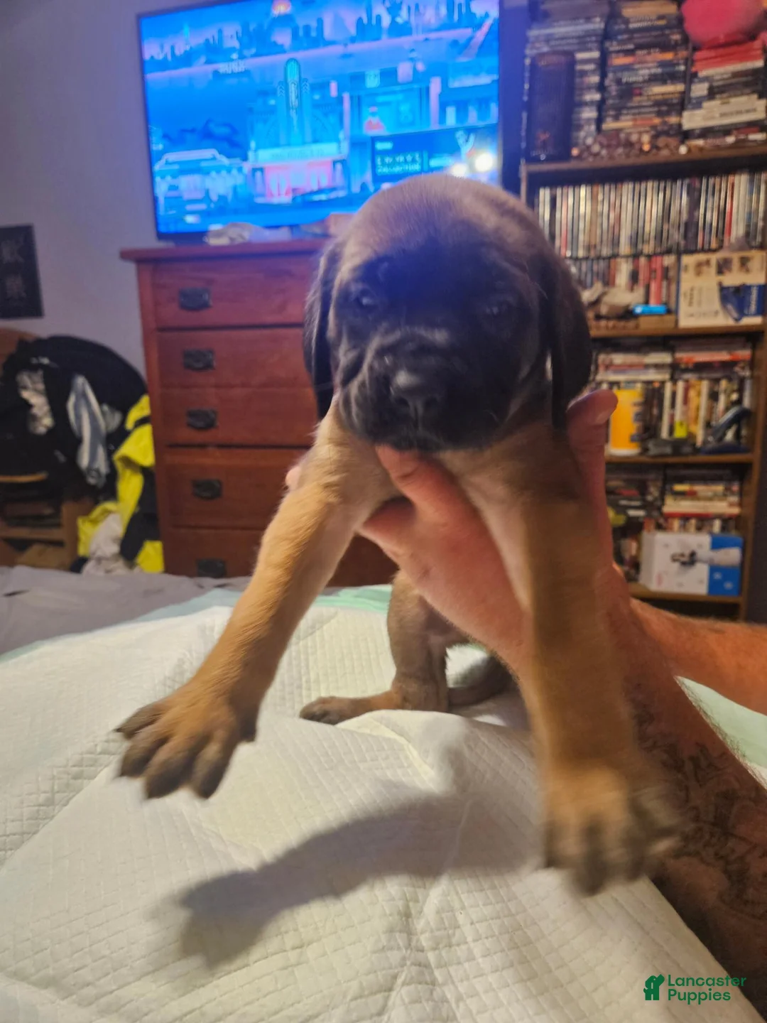 English Mastiff dogs for sale: English Mastiff 3 - Ad 2