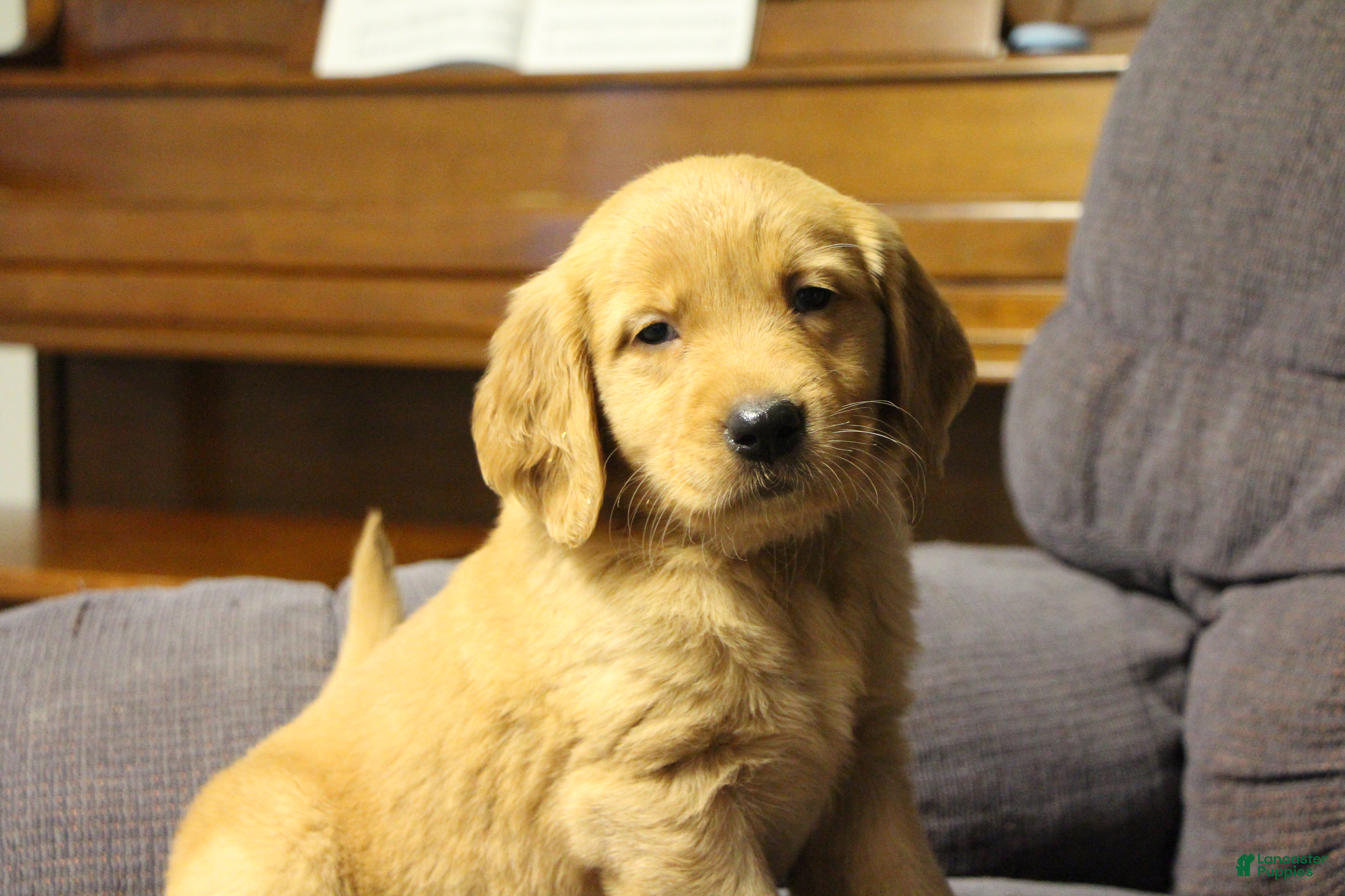 Golden Retriever dogs Raven - Ad 1