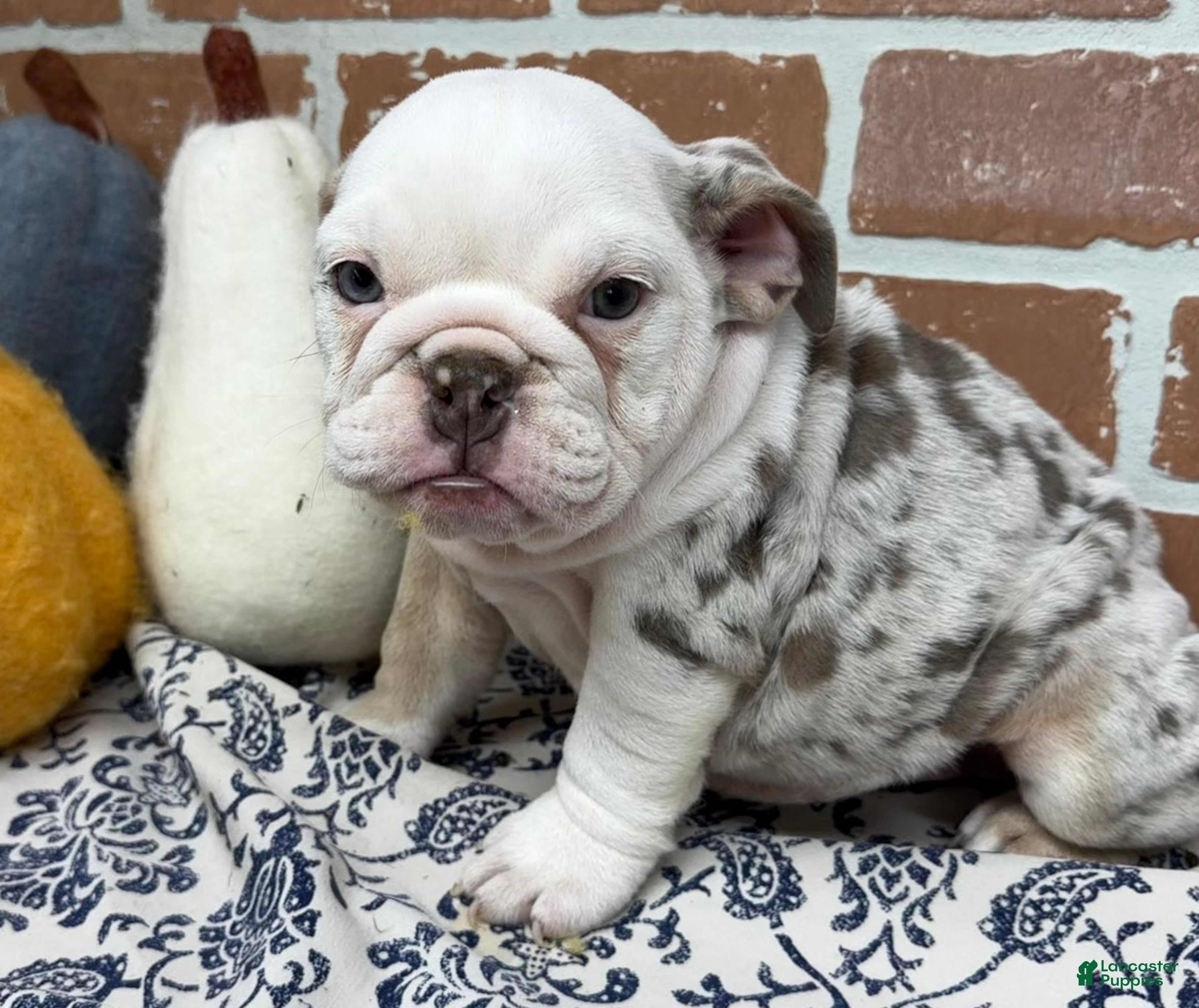 English Bulldog dogs Eden - Ad 1