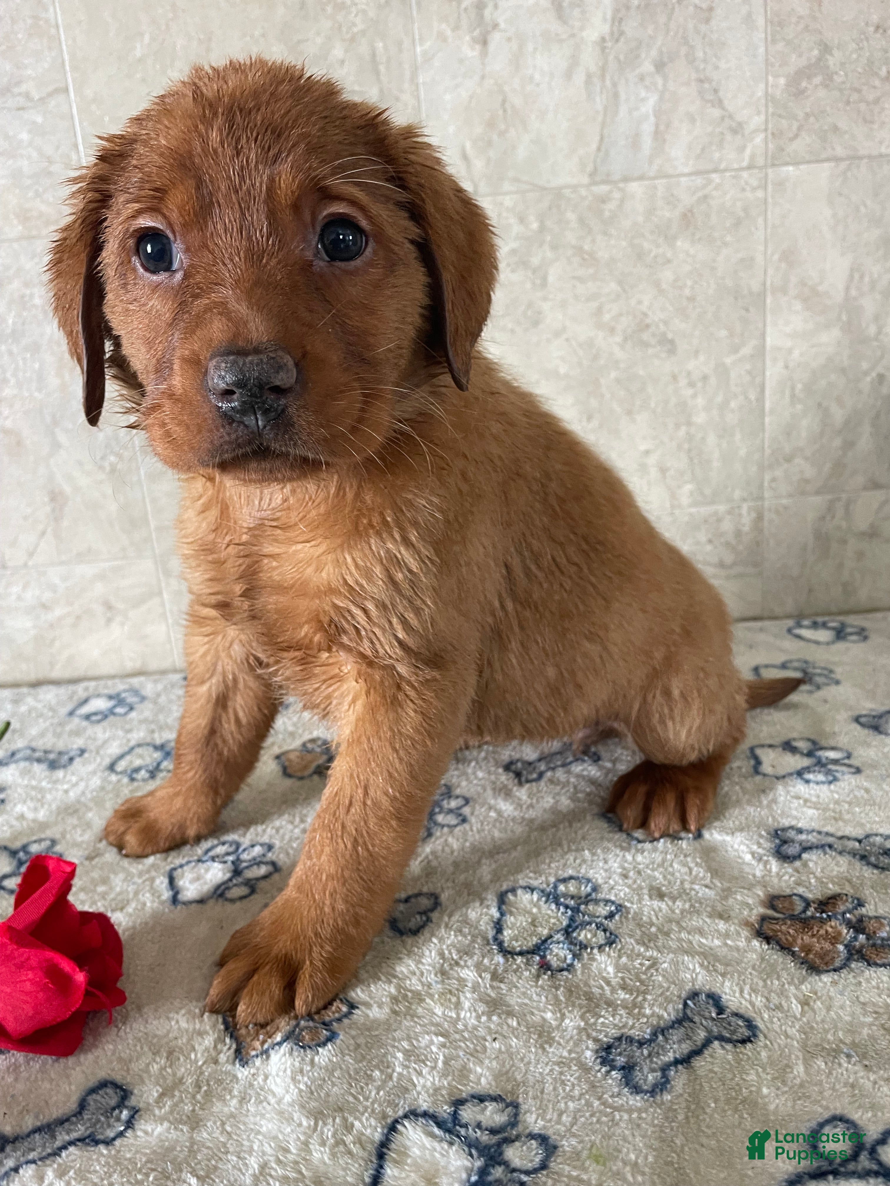 Labrador Retriever dogs Simone - Ad 16