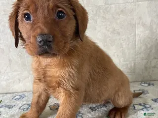 Labrador Retriever dogs Simone - Ad 16