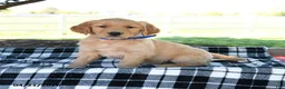 Golden Retriever dogs for sale: April - Ad 1