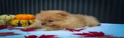 Pomeranian dogs for sale: 🐾 Meet Rosco — A Bouncy Little Ball of Fluff! 🐾 - Ad 9