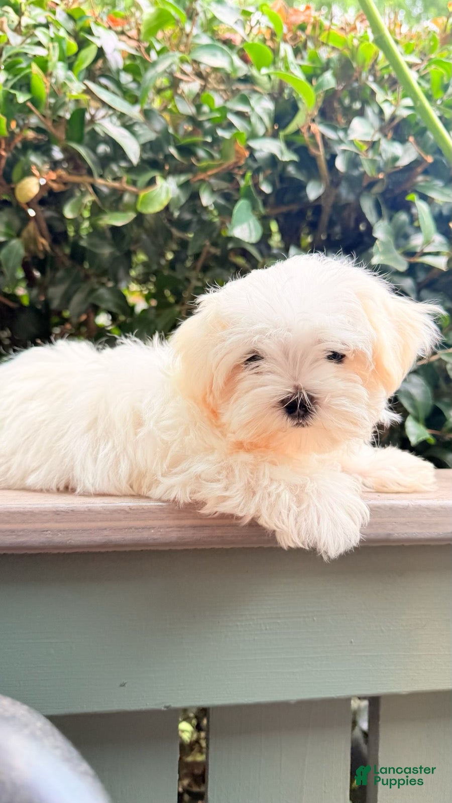 Maltese dogs Girl 1 - Ad 35