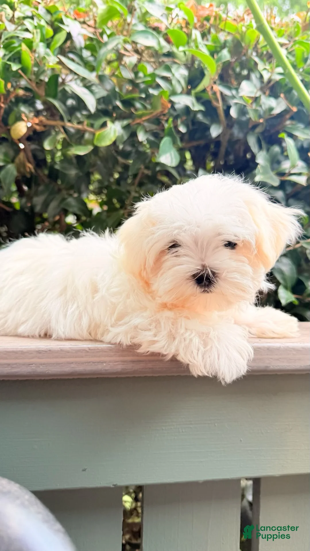 Maltese dogs for sale: Girl 1 - Ad 1