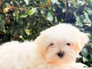 Maltese dogs Girl 1 - Ad 35