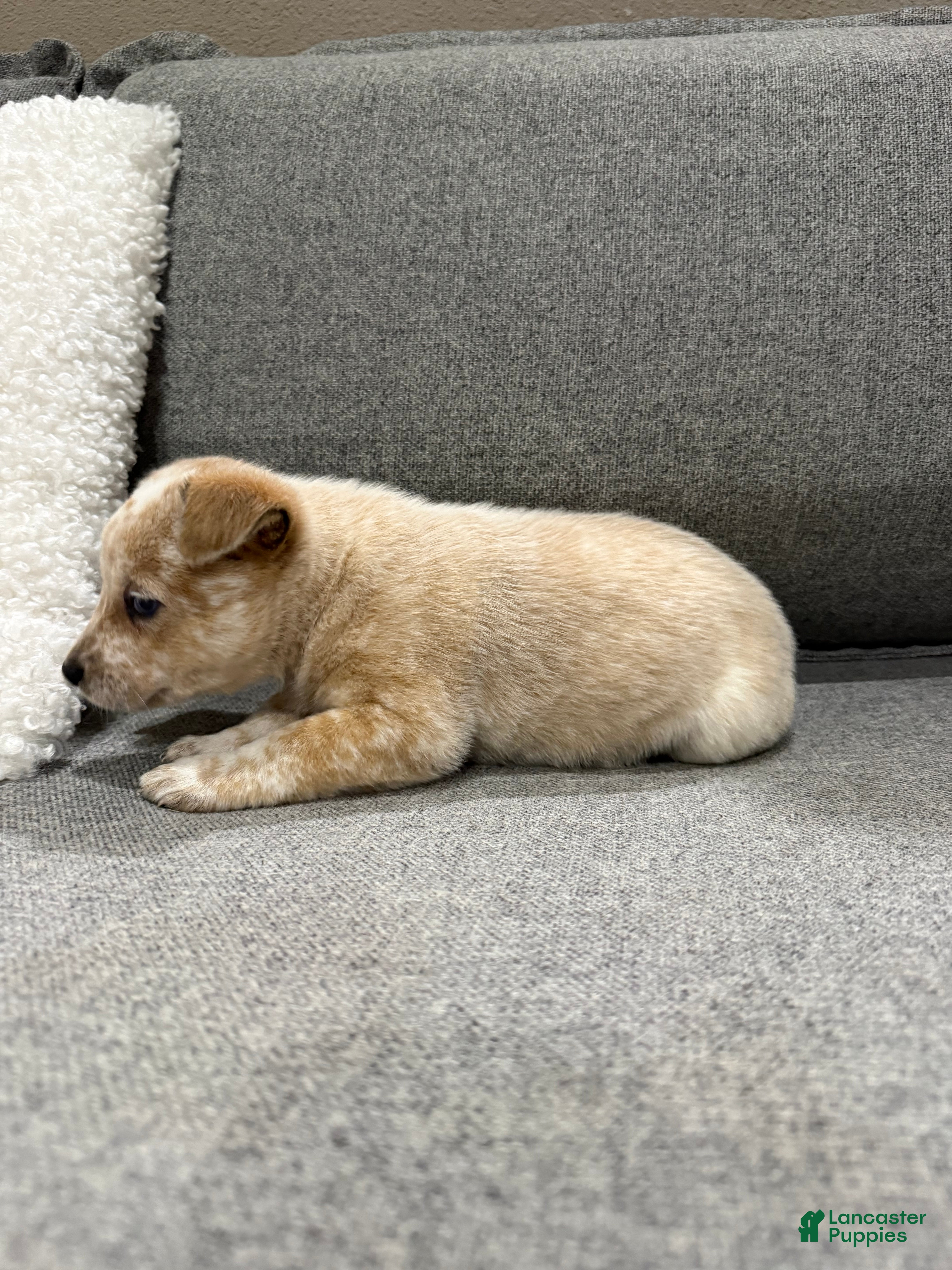 Australian Cattle Dog dogs Red Male (Dark Blue - Freckles) - Ad 2