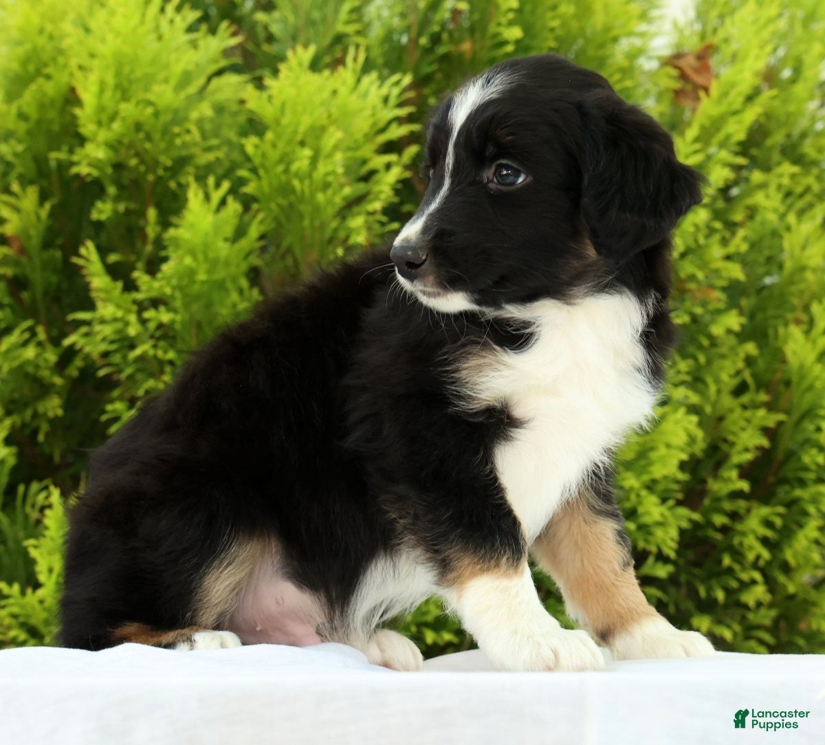 Australian Shepherd dogs for sale: Frisky - Ad 5