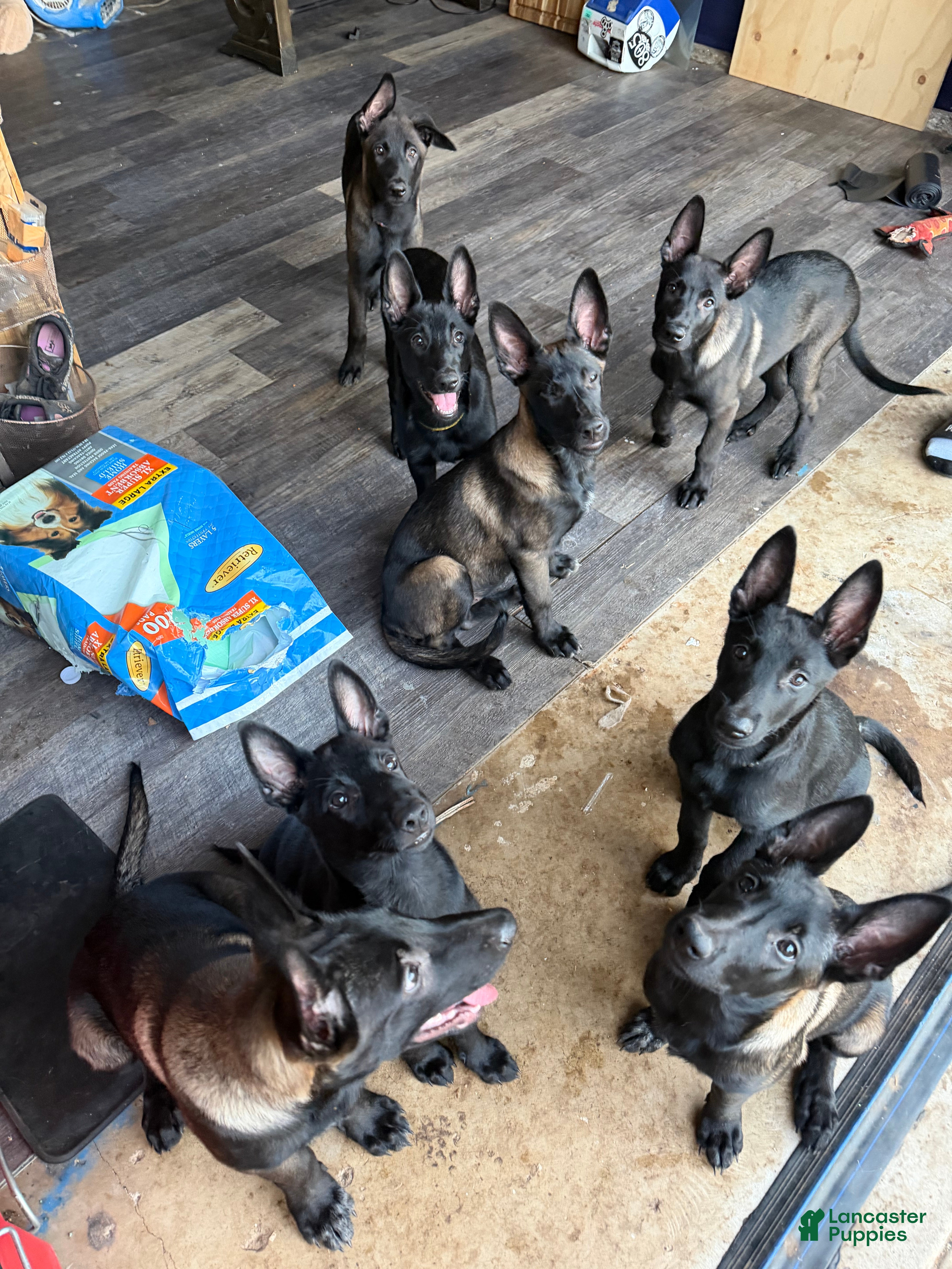 Belgian Malinois dogs Charlie #4 - Ad 2