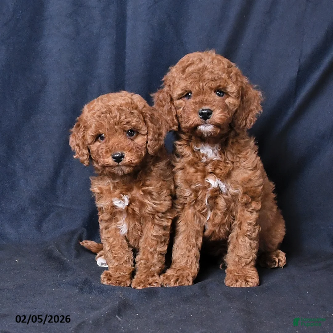 Miniature Poodle dogs for sale: Owen - Ad 5