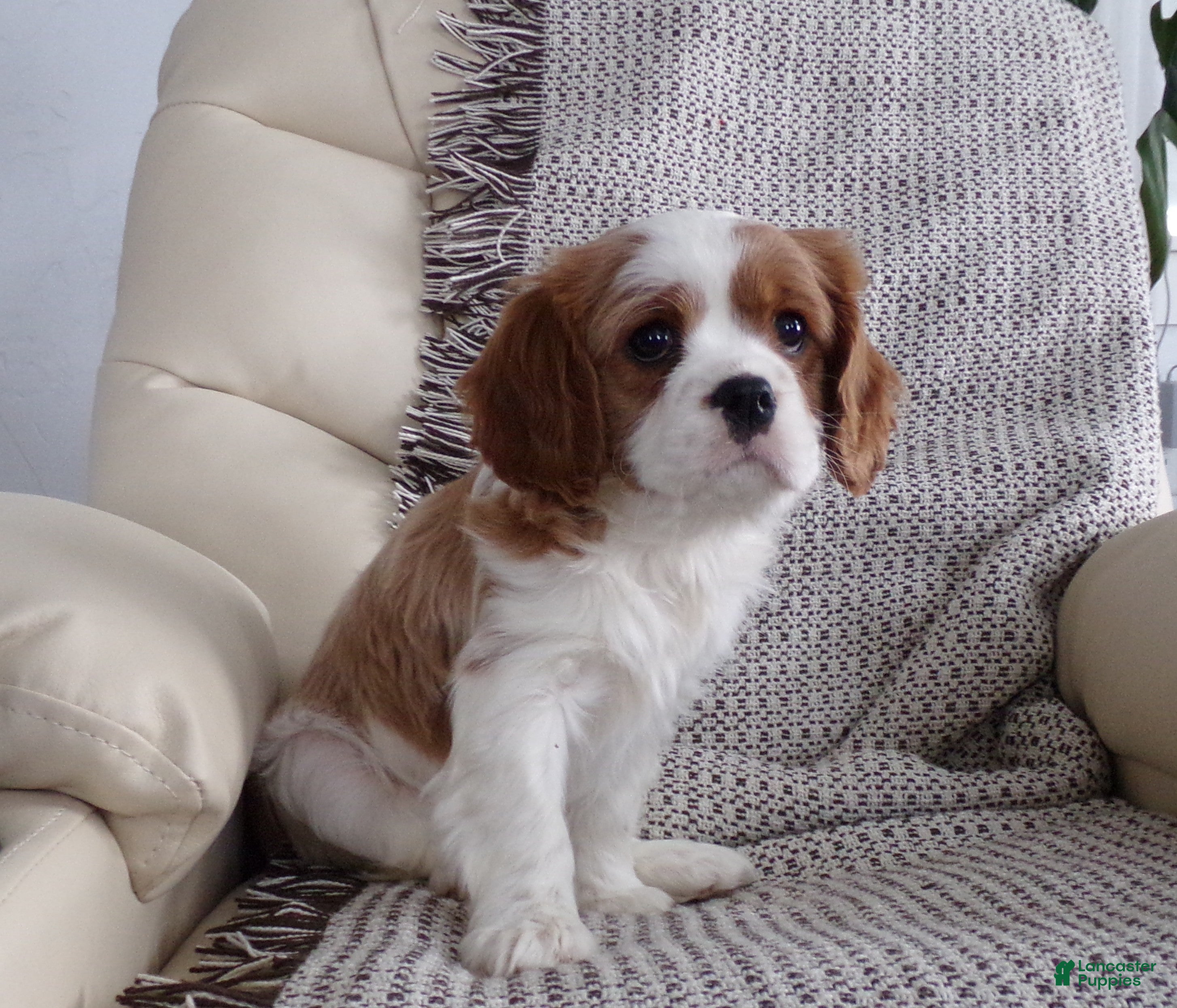 Cavalier King Charles Spaniel dogs Sophie - Ad 34