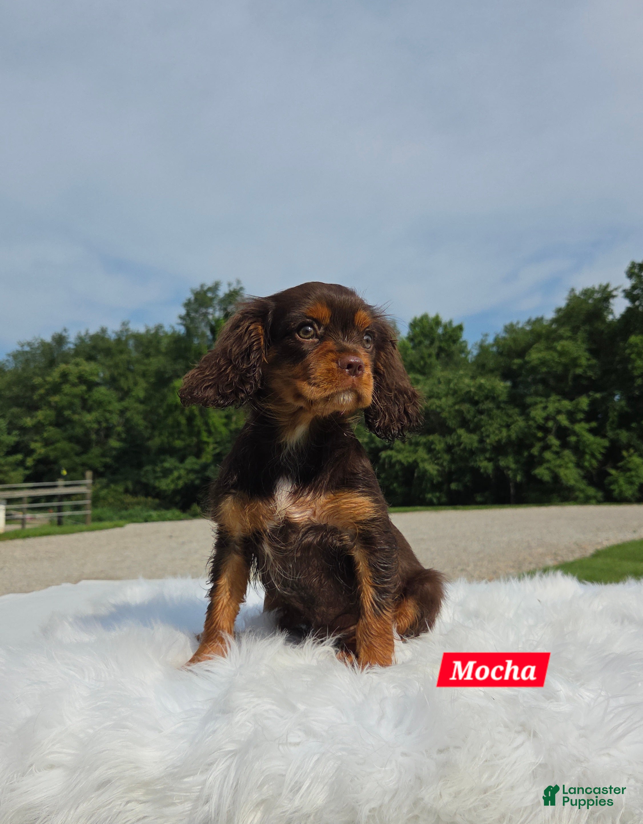 Cavalier King Charles Spaniel dogs Mocha - Ad 1