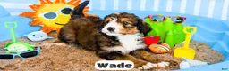 Bernedoodle dogs for sale: Wade - Ad 9