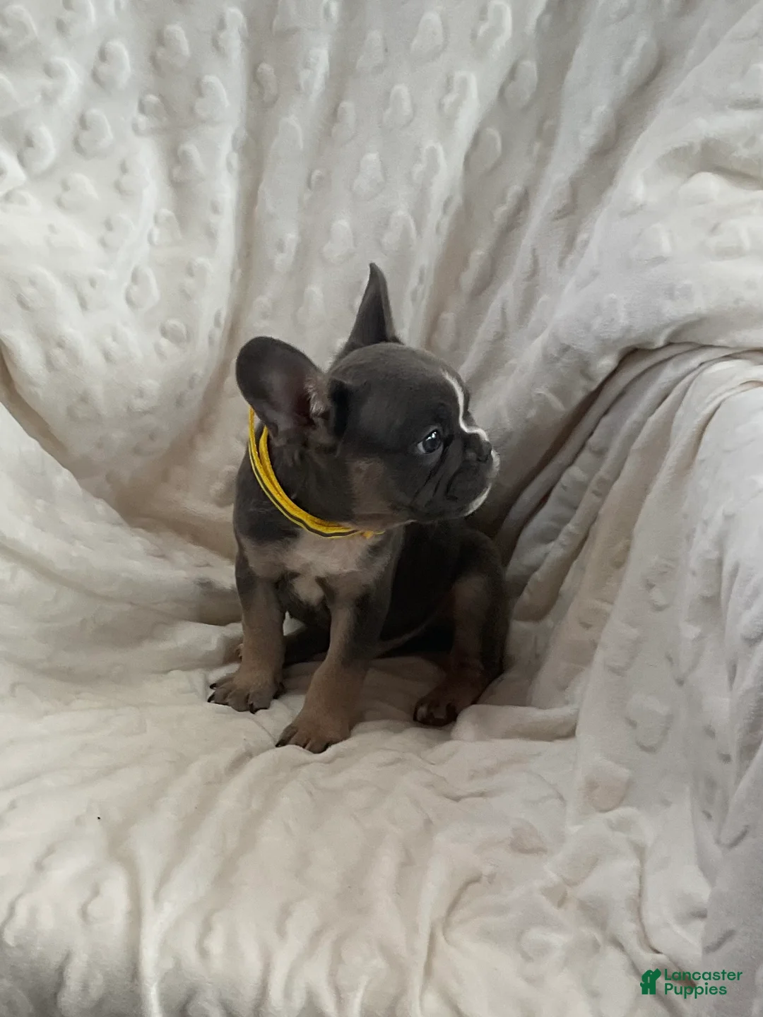 French Bulldog dogs for sale: French Bulldog Puppy 2 - Ad 2