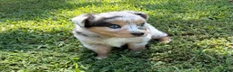 Australian Shepherd dogs for sale: Lucy - Ad 3