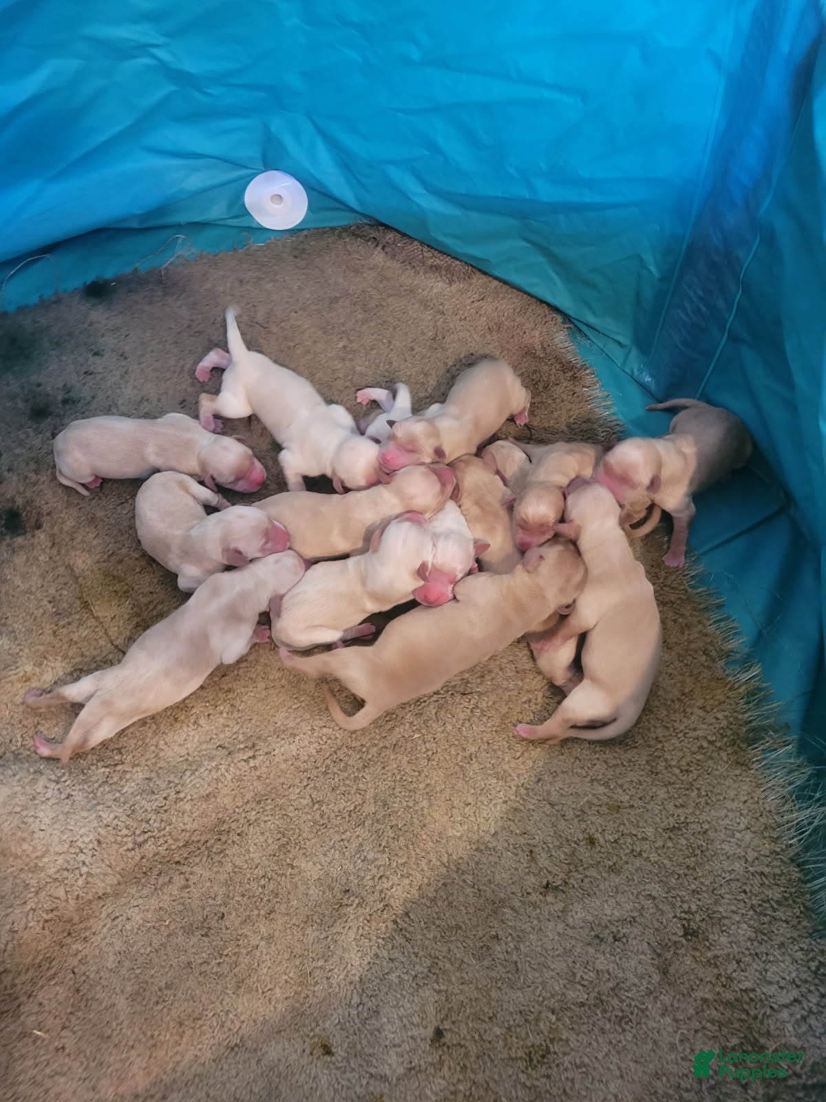 Labrador Retriever dogs TBD - Ad 1