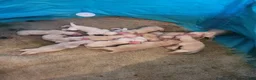 Labrador Retriever dogs for sale: TBD - Ad 1