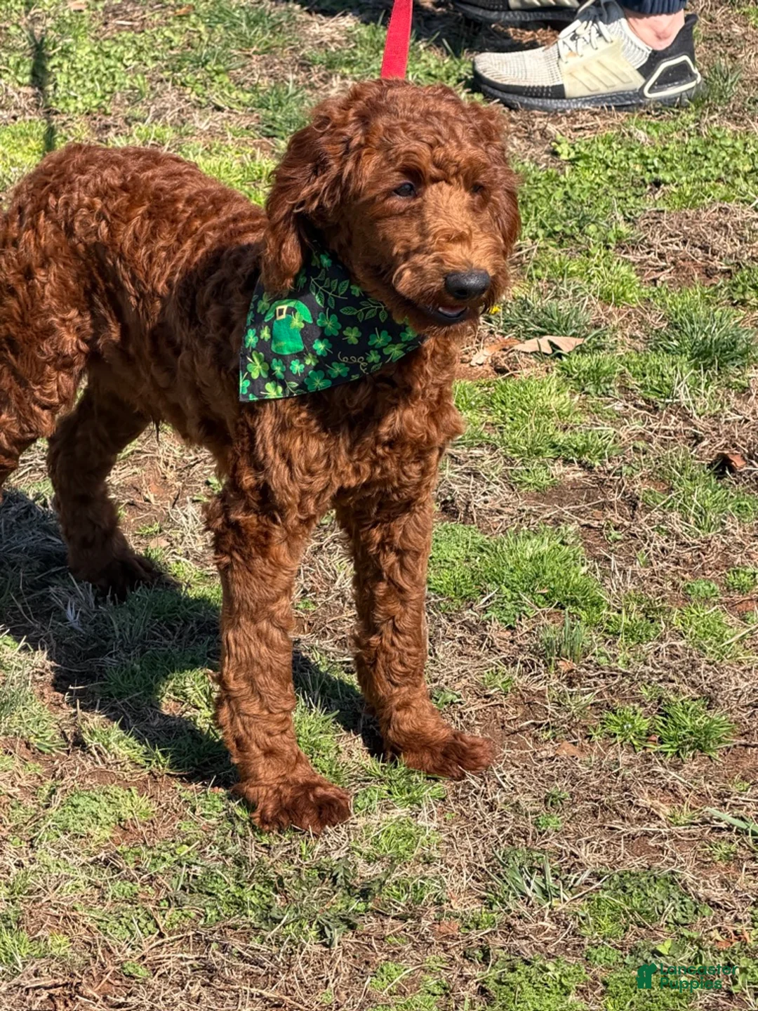 Mini Goldendoodle dogs for sale: Rip - Ad 5