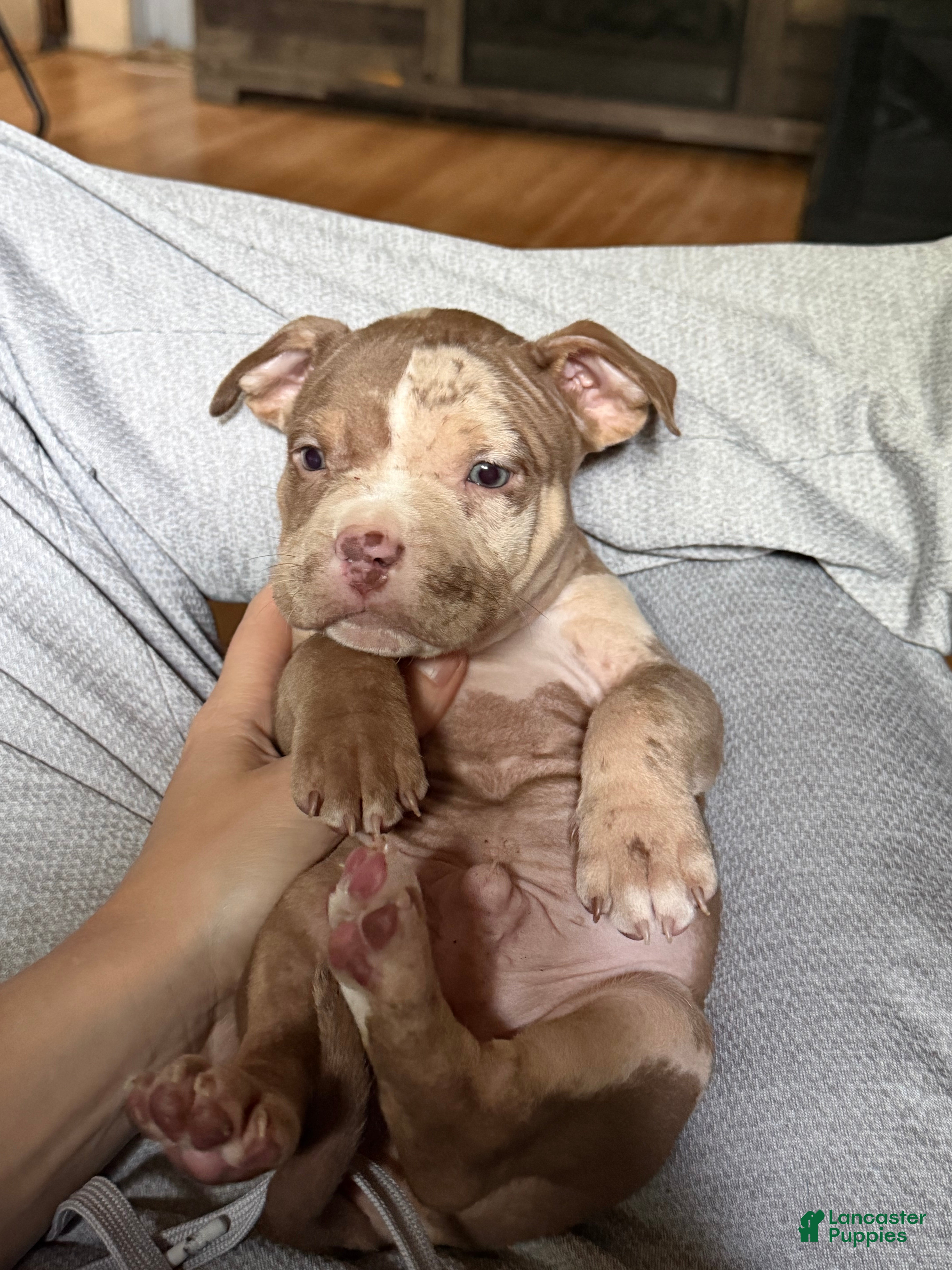 American Bully dogs Riot - Ad 2