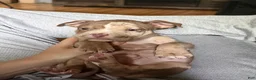 American Bully dogs for sale: Riot - Ad 2