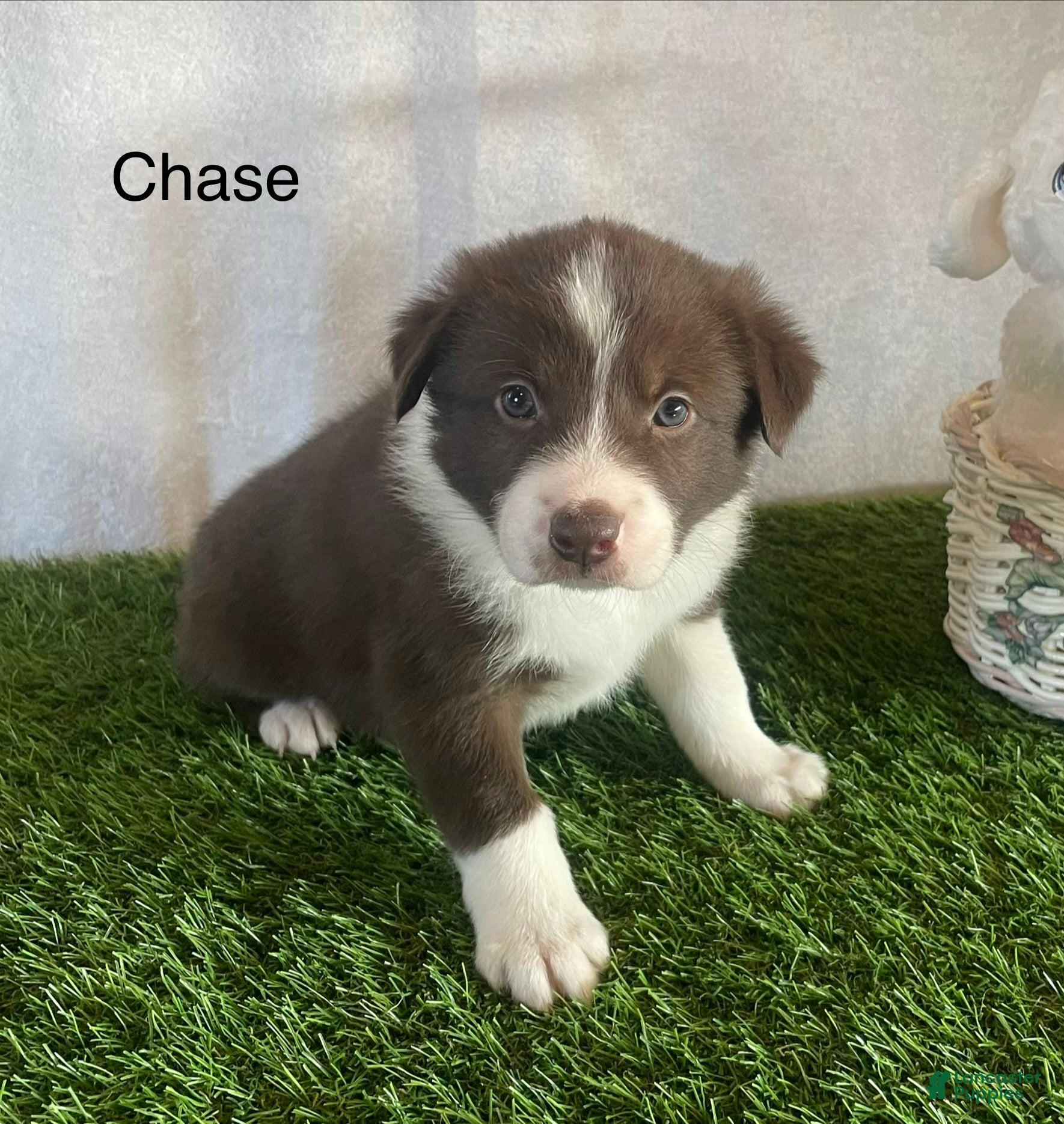 Border Collie dogs Border Collie Puppy 2 Chase - Ad 1